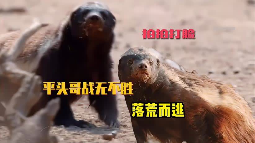 0?fmt=jpg&size=34&h=462&w=822&ppv=1