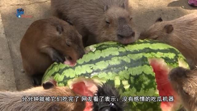 0?fmt=jpg&size=31&h=360&w=640&ppv=1