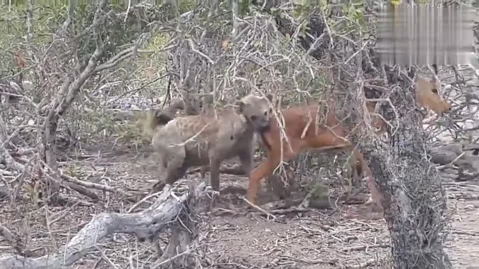 0?fmt=jpg&size=78&h=540&w=960&ppv=1