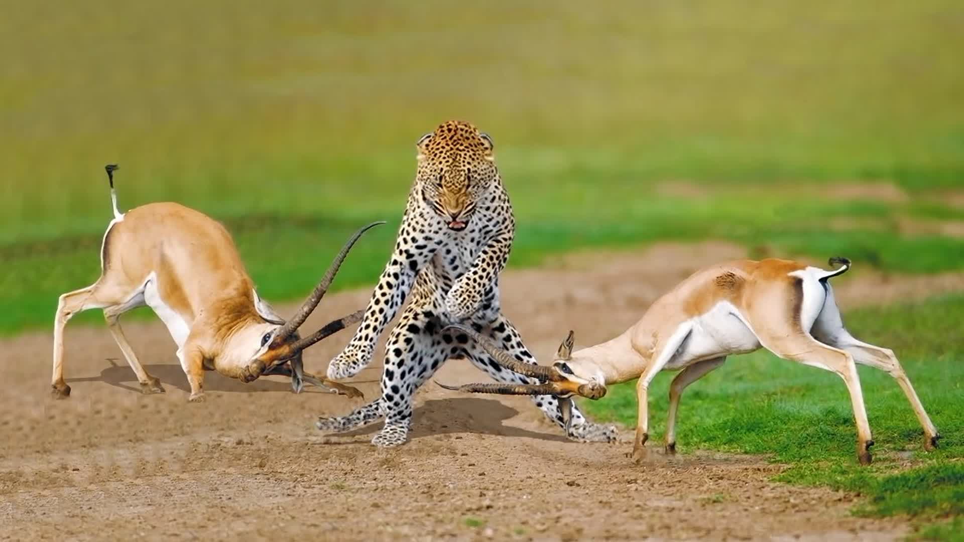 0?fmt=jpg&size=108&h=1080&w=1920&ppv=1