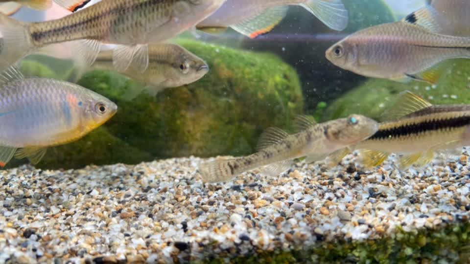 0?fmt=jpg&size=52&h=540&w=960&ppv=1