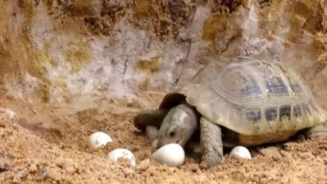 梦见蛇和乌龟游泳，探索梦境中的古老智慧与隐秘象征