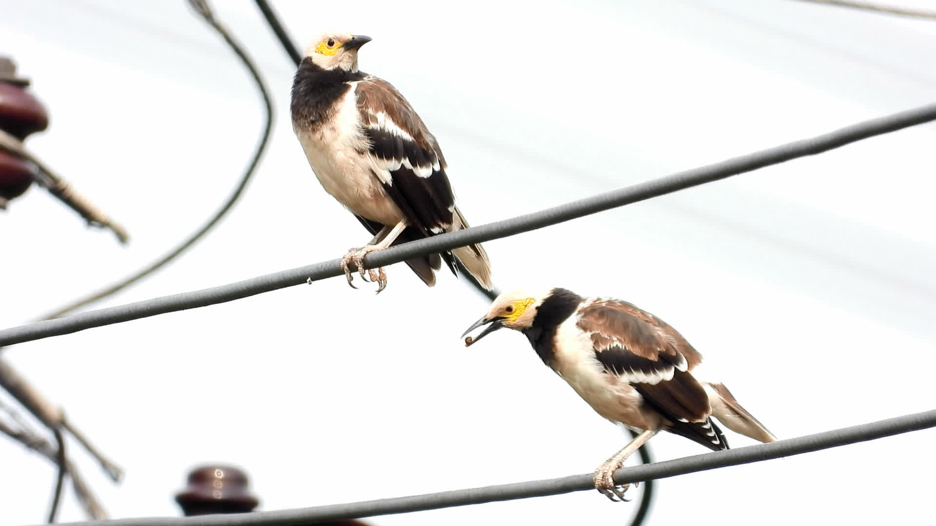 0?fmt=jpg&size=82&h=1080&w=1920&ppv=1