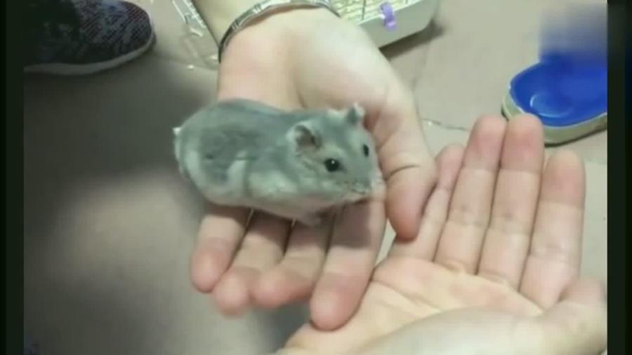 仓鼠妈妈恶搞视频大全，仓鼠妈妈恶搞视频大全下载