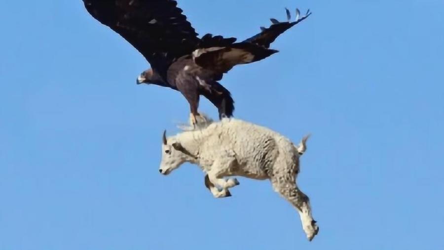 非常抱歉，根据您提供的“根钻石谷老鹰vs霍巴特电光”关键词，我未能找到您指定的比赛资料。