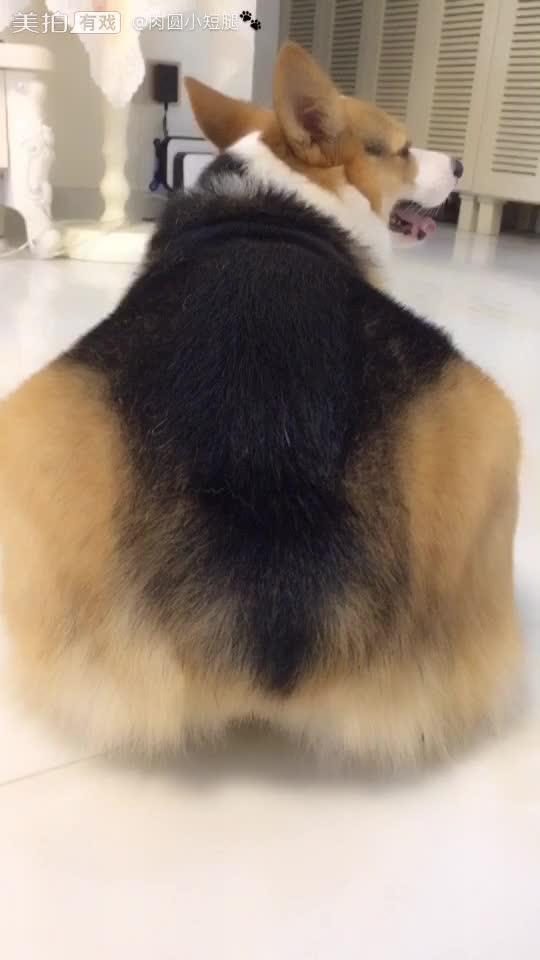 最美回眸 周末愉快萌宠肉圆小短腿