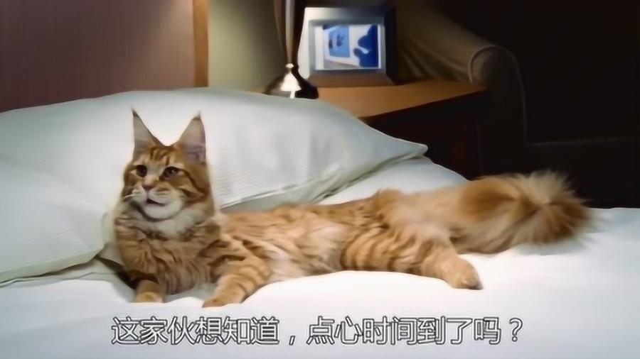 野生萌宠 新加坡最美的猫咪