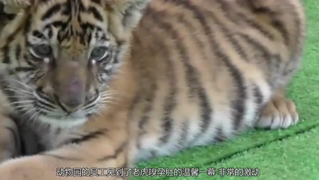 请问一下孕妇梦见老虎是好还是不好，梦境背后的深层含义与解读