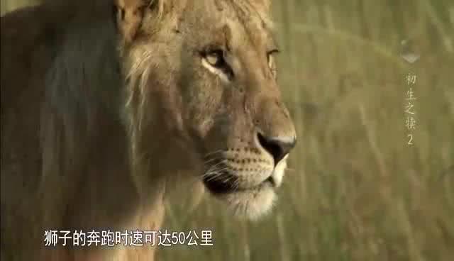 梦见喜欢的人与狮子的神秘交织，探索梦境深处的情感与象征
