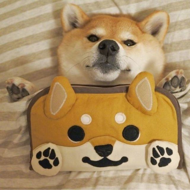 浅草柴犬课堂开课啦 入门柴犬初级知识你get了吗 天天要闻