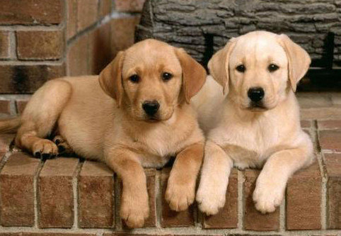 为什么有的狗狗不喜欢被抱 拉布拉多犬舍哪家好 向往优宠 宠物课堂 天天要闻