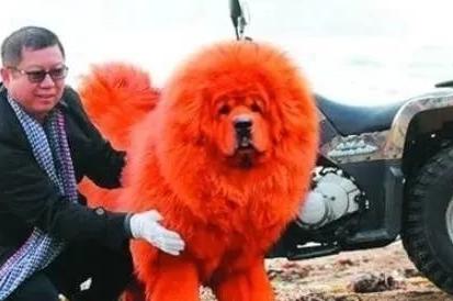 most expensive mastiff