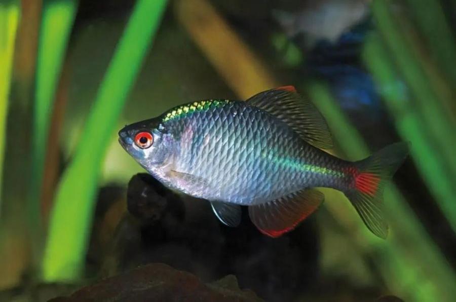 Can goldfish raised outdoors in winter be frozen to death? Which