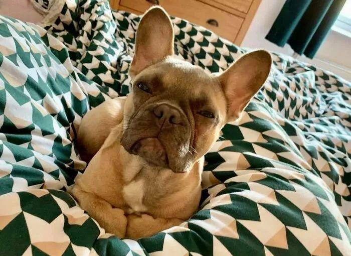 15只生气的狗狗 即使它们不开心 看起来也萌萌的 天天要闻