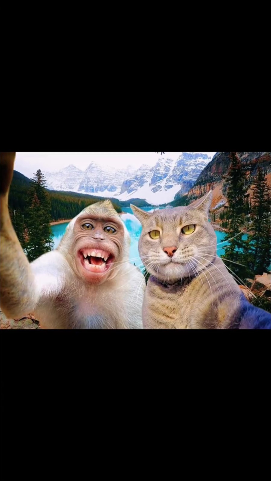 梦境奇遇，拜访亲戚路上的猫狗奇缘