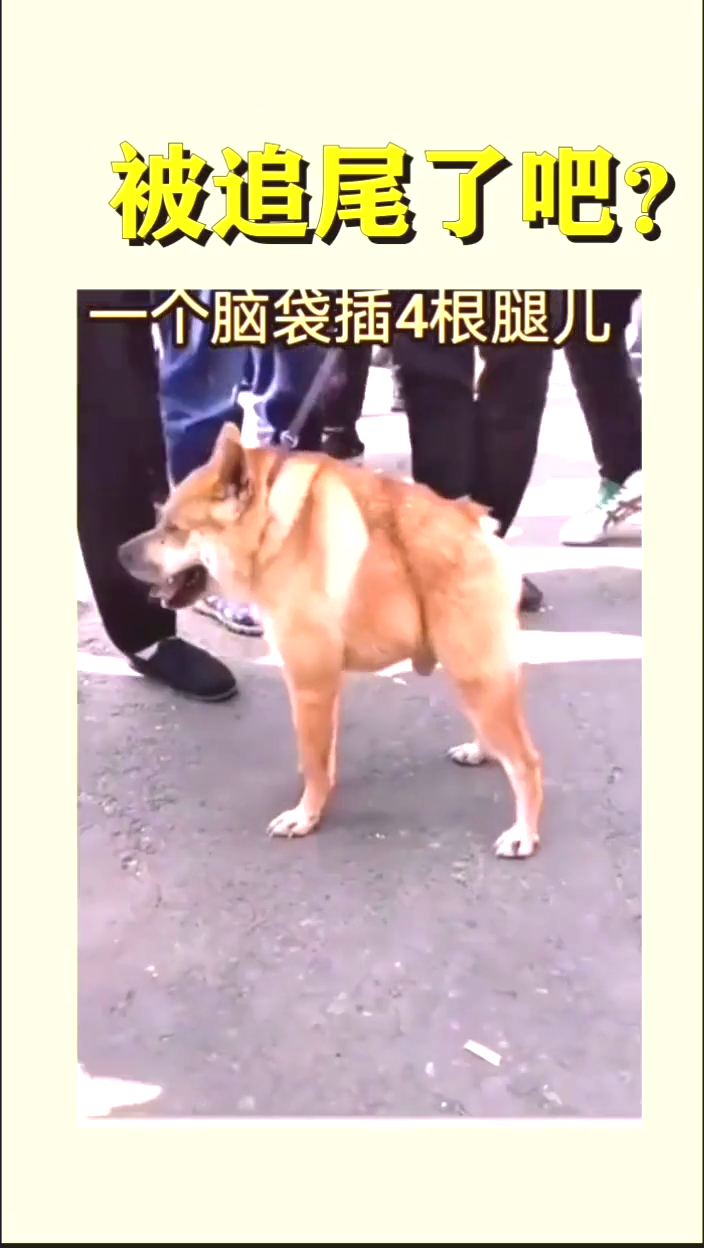 梦境解析，做梦被狗咬后反击打死狗，寓意何在？