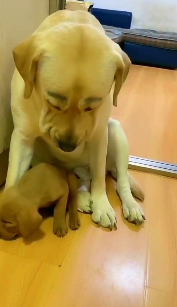 哈哈哈 我的妈耶 你是想火吗