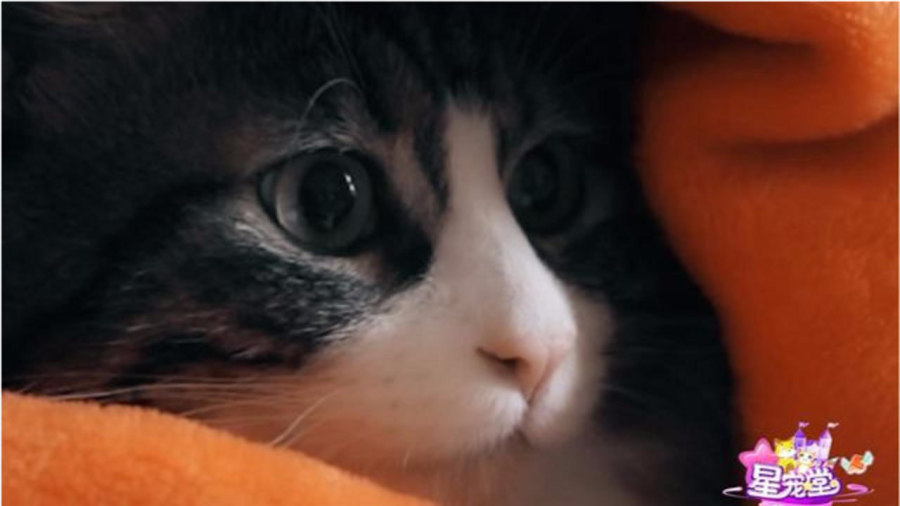 梦境的隐喻，解析我昨晚梦见猫和蟑螂的深层含义