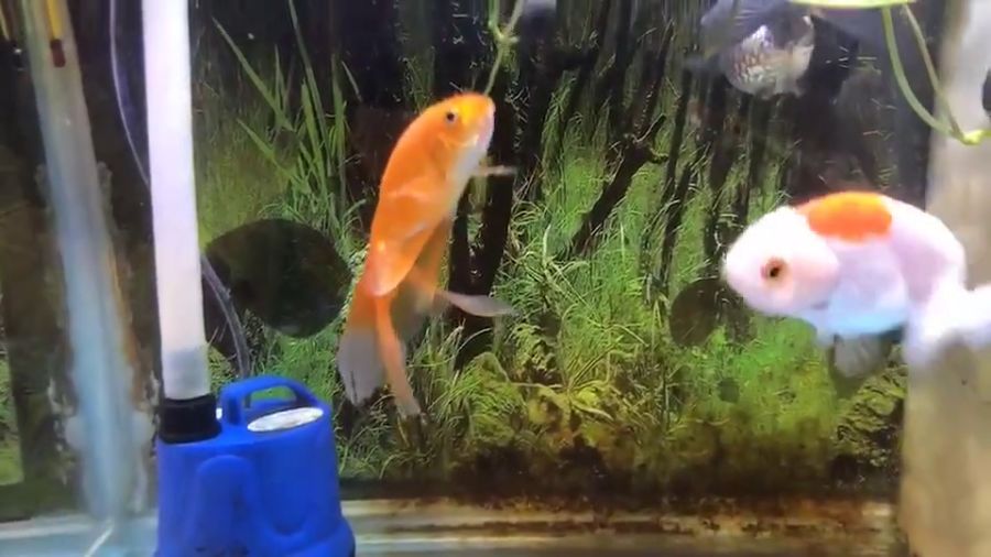 罗非鱼恶搞视频，罗非鱼搞笑视频