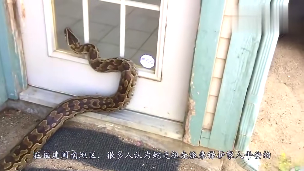 哺乳期梦境探秘，大蟒蛇咬人的象征意义与心理解析