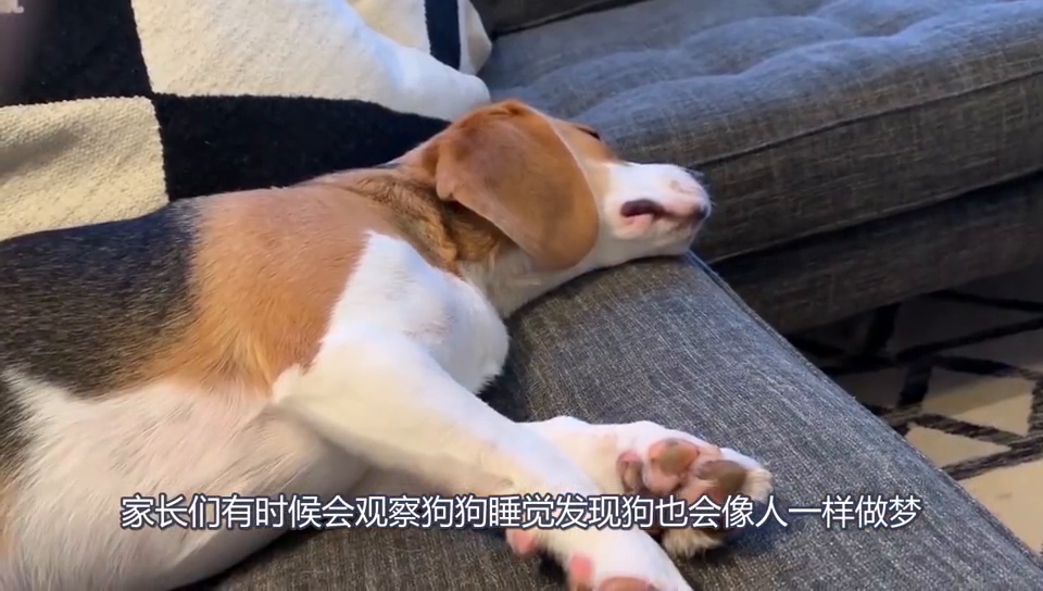 做梦被狗咬然后我把狗打死了，梦境背后的深层含义与解析