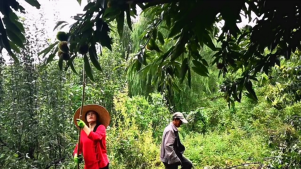梦见爬树摘苹果解梦速求，探索梦境中的丰收与成长