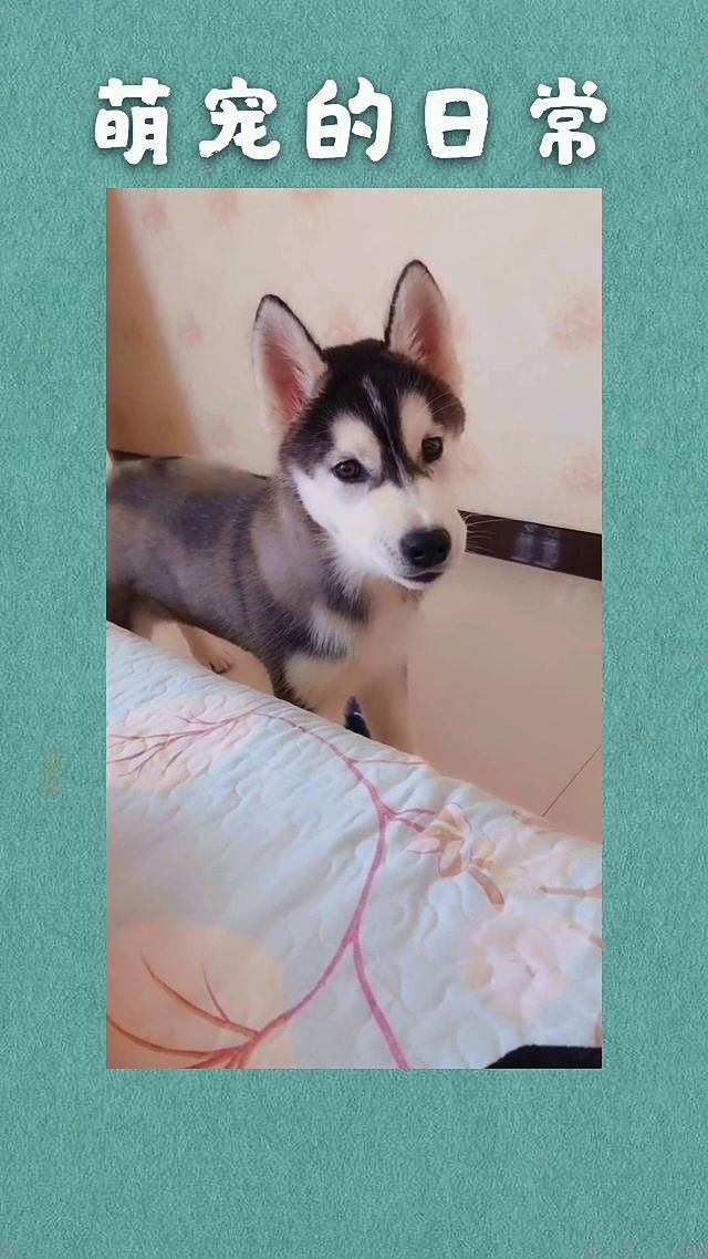 哈哈哈 我的妈耶 你是想火吗