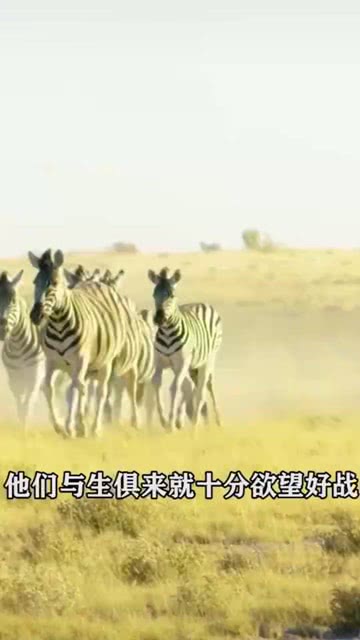 梦境迷踪，解读昨晚做梦梦见斑马蛇追自己的深层含义