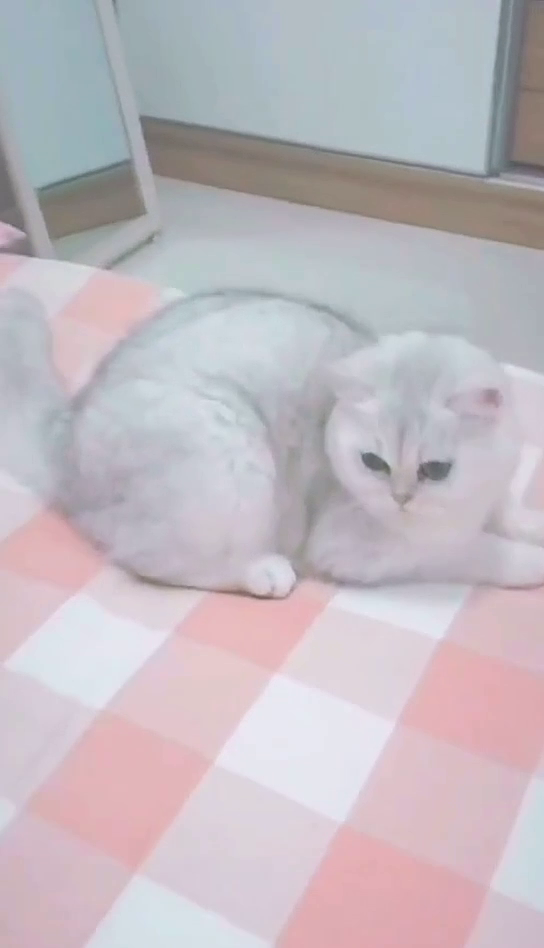 哈哈哈 我的妈耶 你是想火吗