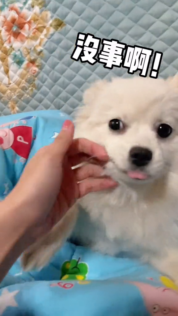 梦境解析，梦见用奶瓶给小狗喂奶的深层含义