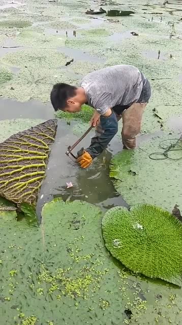 梦境探秘，梦见好大的泥鳅在水里捉鱼吃的深层含义