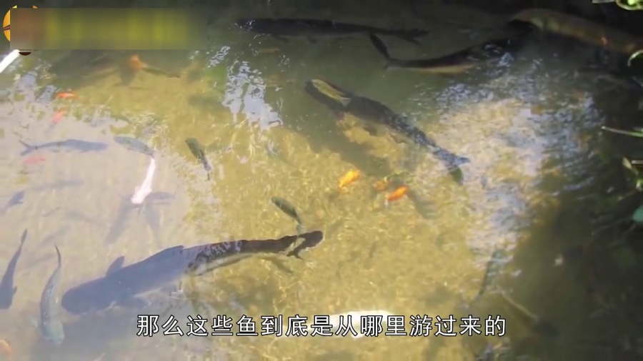 梦境之谜，解读梦见水坑好多鱼的深层含义