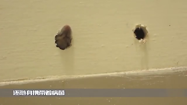 梦见老鼠咬脚，潜意识中的恐惧与不安