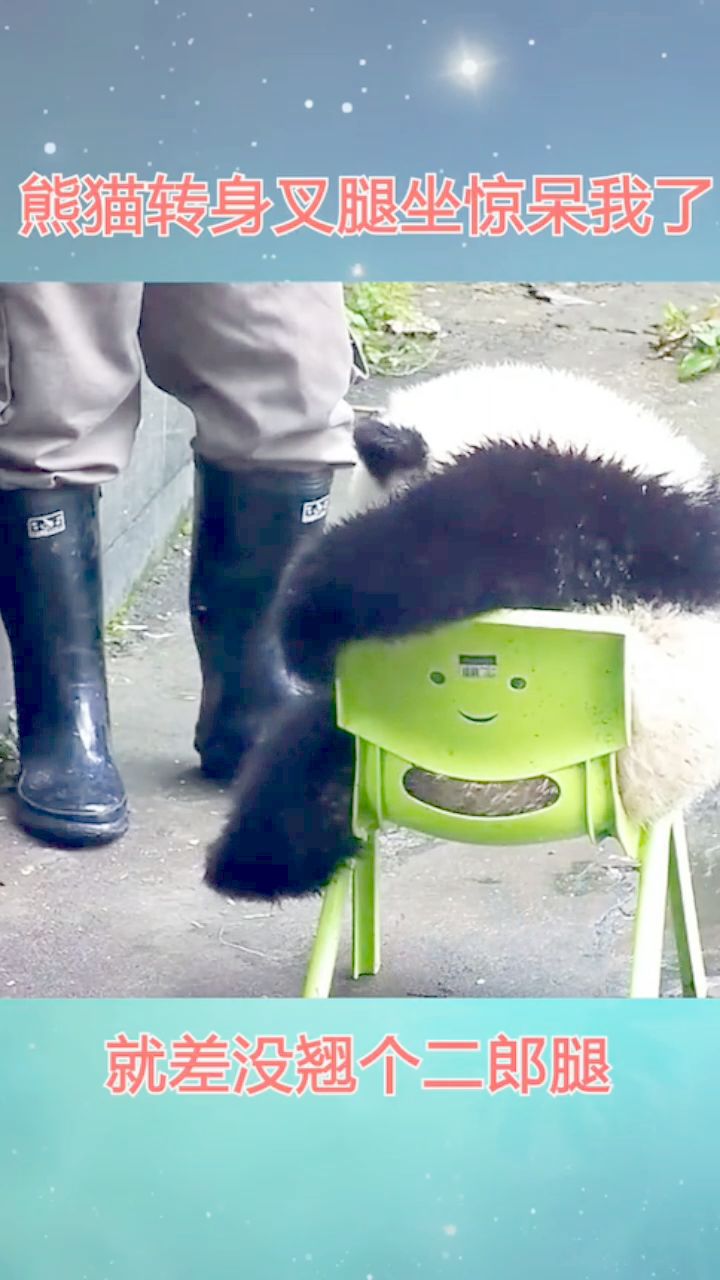 熊猫转身叉腿坐惊呆我了,就差没翘个二郎腿