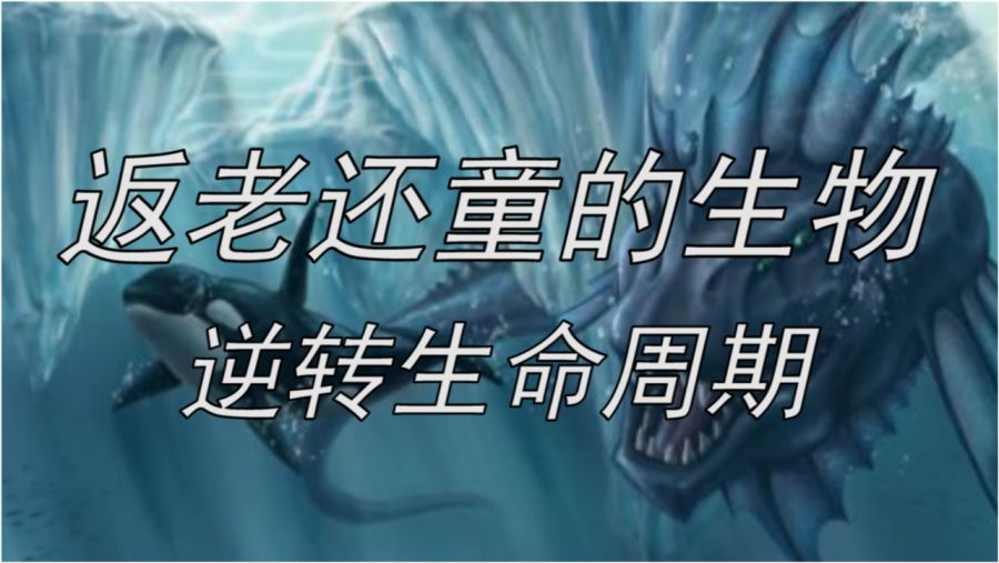 世界上唯一被认为长生不老的生物是灯塔水母（Turritopsis dohrnii）