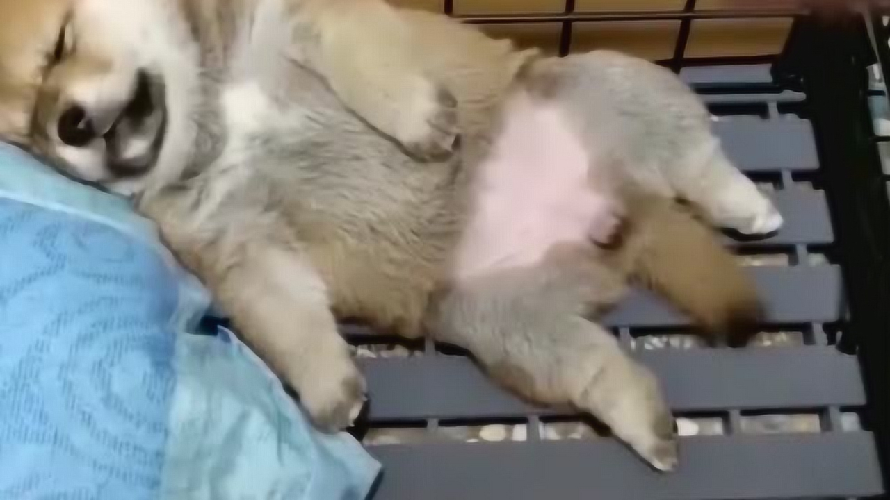 梦到三个婴儿被3只狗咬死了，潜意识中的焦虑与自我疗愈的隐喻