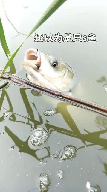 为什么我每次做梦都会梦到好多鱼？这代表着什么？谁能告诉我呀？