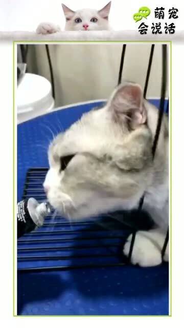 猫咪你这究竟是有多馋呀