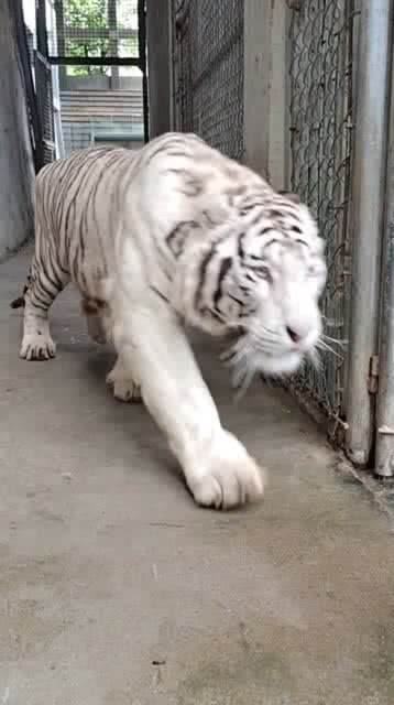 梦见老虎了好可怕，探索梦境中的恐惧与自我成长