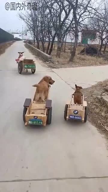 赛车沙雕文案，赛车沙雕文案短句