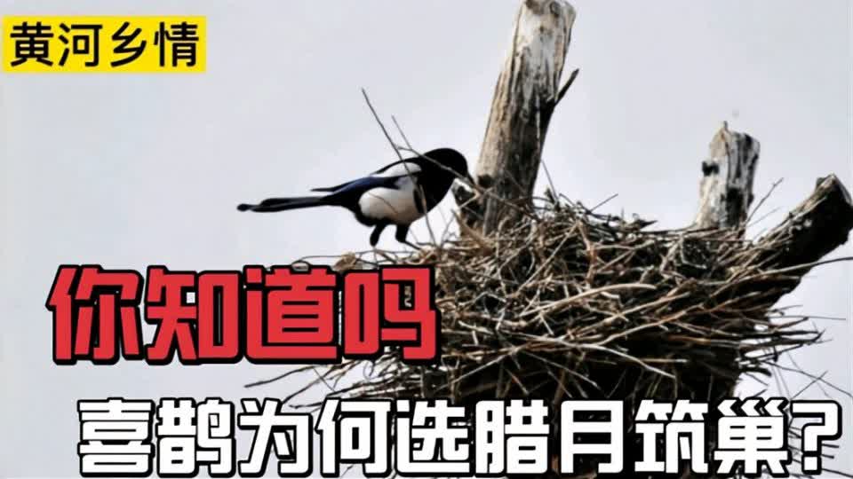 梦中喜鹊筑巢，寓意与心灵解读