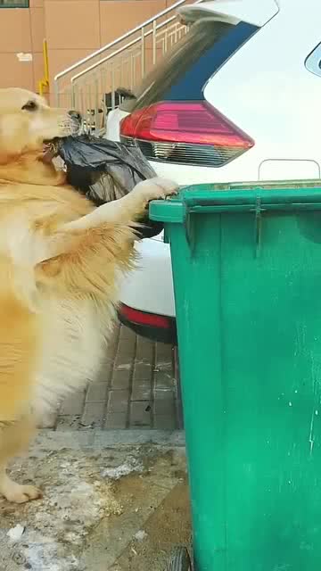 狗狗短视频如何剪辑，狗狗短视频如何剪辑的