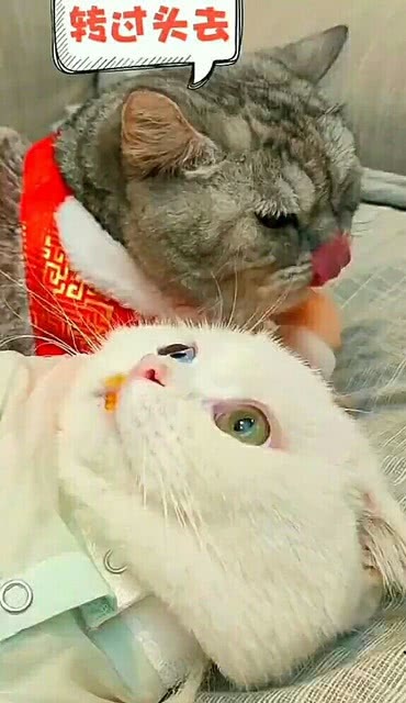 哈哈哈 我的妈耶 你是想火吗