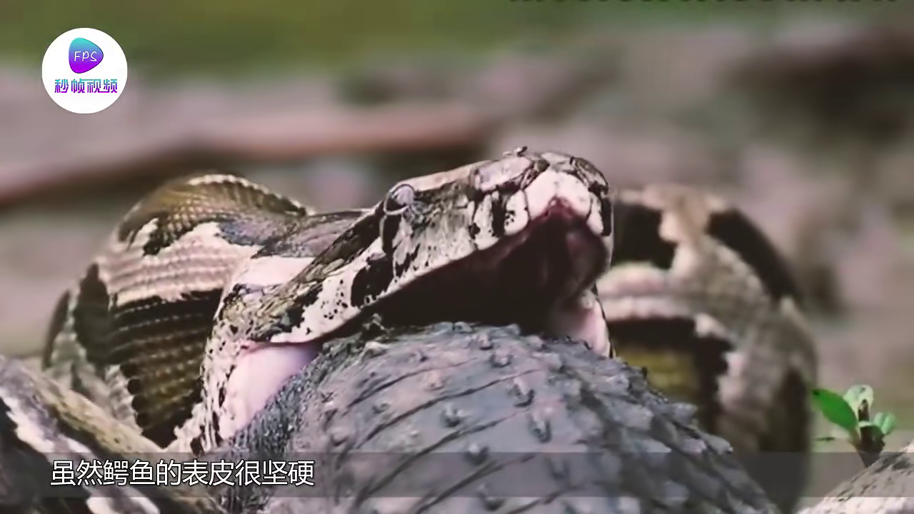 梦魇边缘的蛇影，解析梦中捡蛇皮与蟒蛇追逐的深层含义