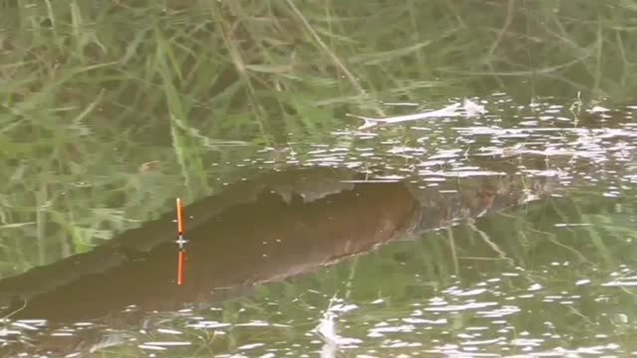 晚上做梦梦见钓到鱼作何解，探索梦境中的神秘预兆与心灵启示