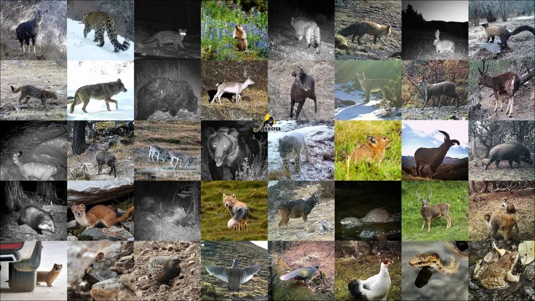 有大至三四百斤的 水鹿,马鹿,白唇鹿,两三百斤的 中华鬣羚,中华斑羚