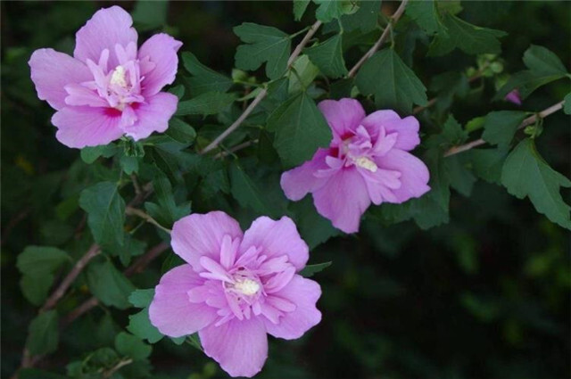 夏花木槿古诗七首欣赏 谁说槿花不见夕 它是一日一回新