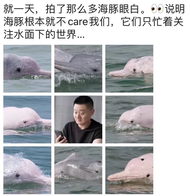 听说海豚聊天都是自带表情包的不人类想多了