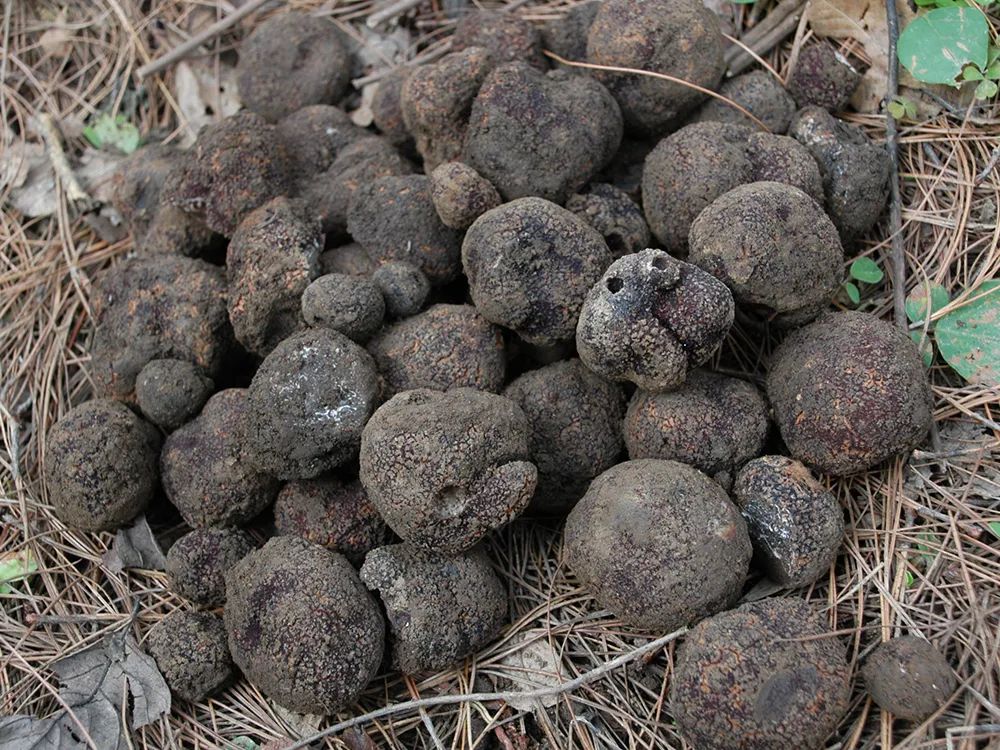 松露,野生菌,白松露,欧洲,猎人