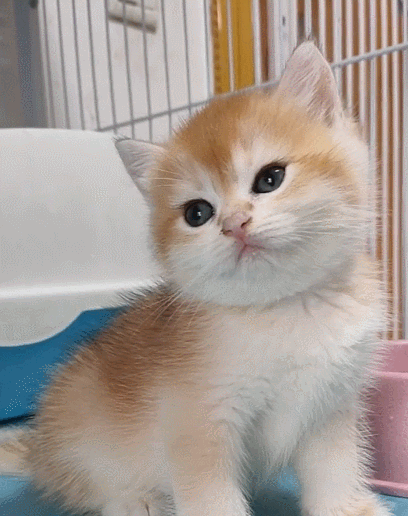 喵星人,萌宠,卖萌,生活趣事